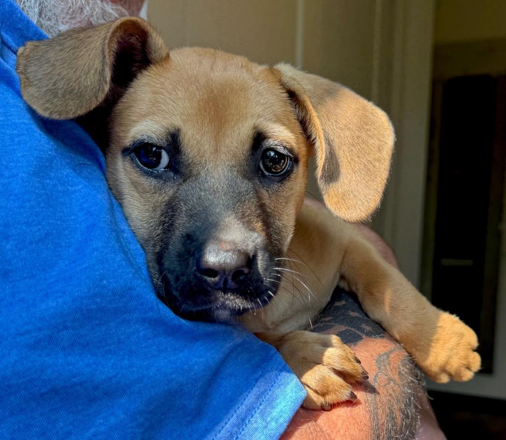 Enlarge Gretchen, a Adoptable mixed breed in Princeton, MA image 3/6