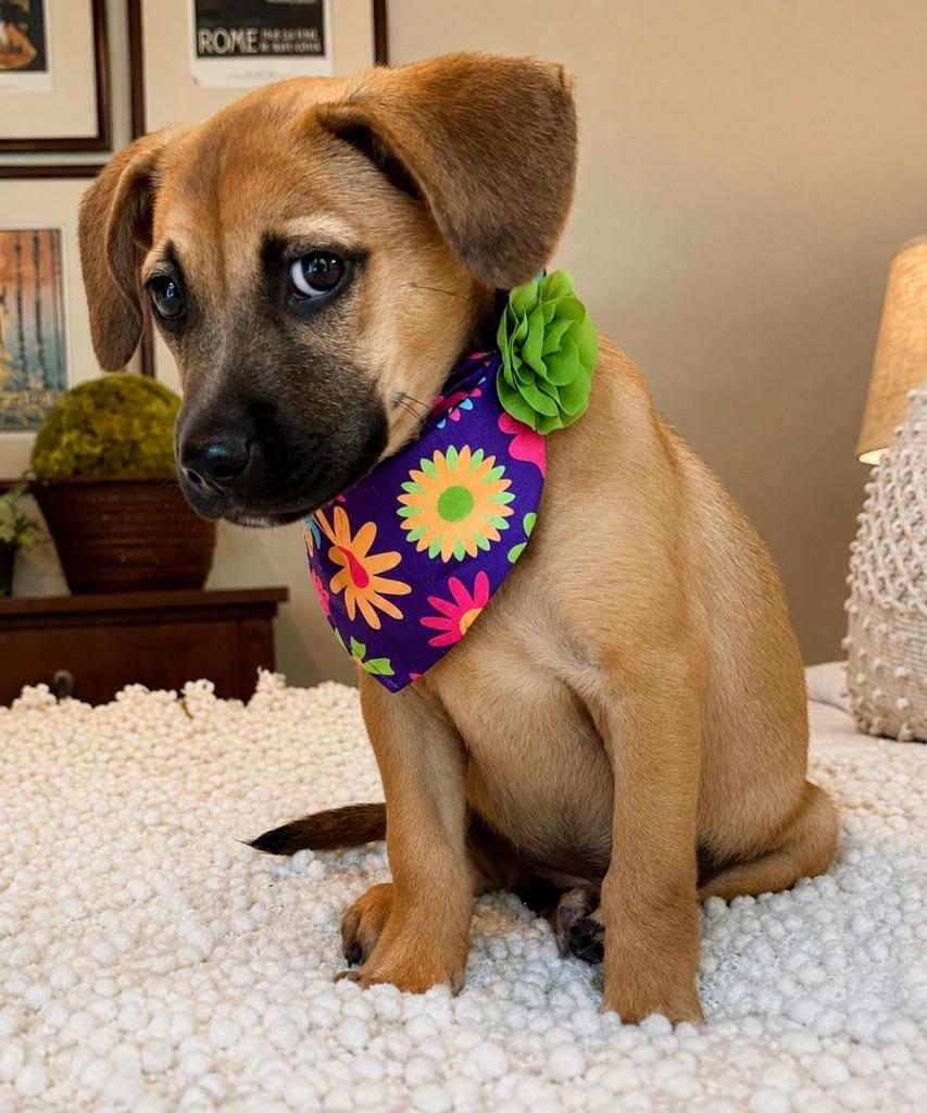 Enlarge Gretchen, a Adoptable mixed breed in Princeton, MA image 4/6