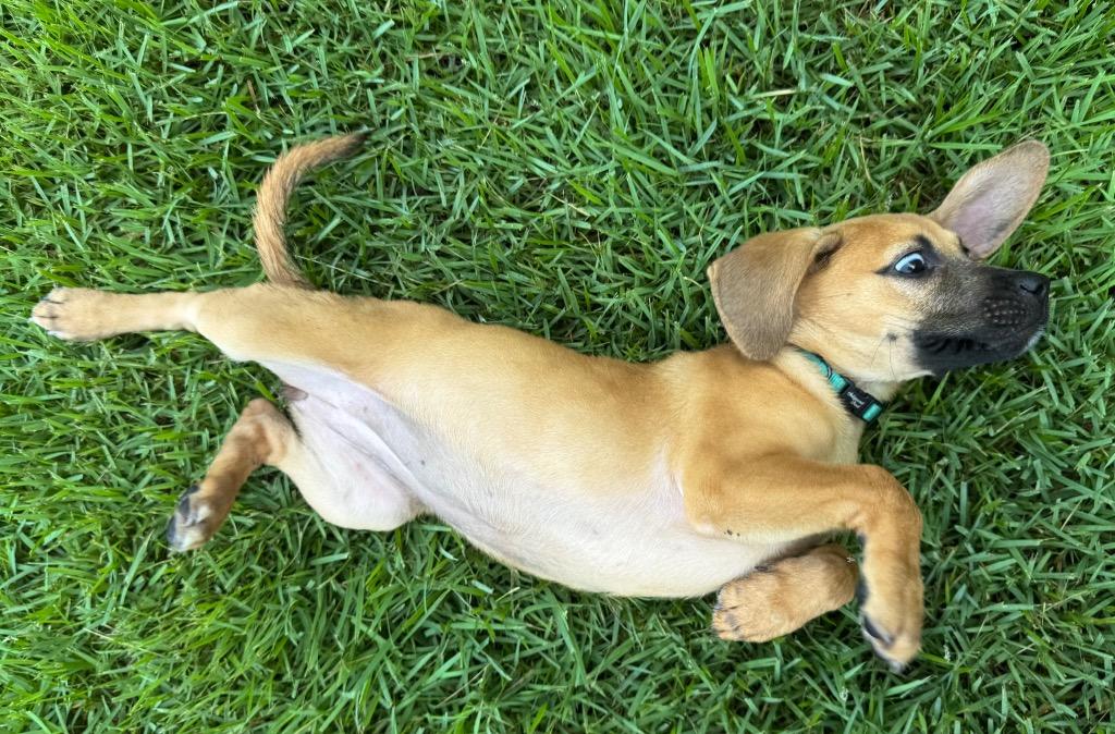 Enlarge Gretchen, a Adoptable mixed breed in Princeton, MA image 5/6