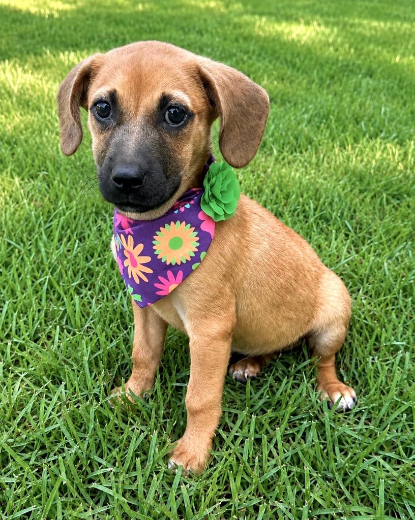 Enlarge Gretchen, a Adoptable mixed breed in Princeton, MA image 6/6