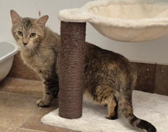 Missy Katz, a Adoptable mixed breed in South Bend, IN image 1/6