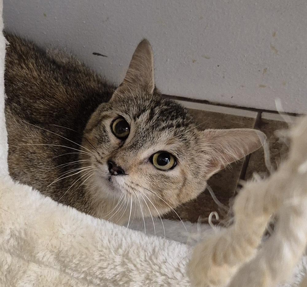 Missy Katz, a Adoptable mixed breed in South Bend, IN image 2/6