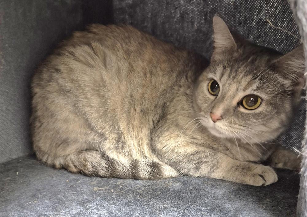 Missy Katz, a Adoptable mixed breed in South Bend, IN image 3/6