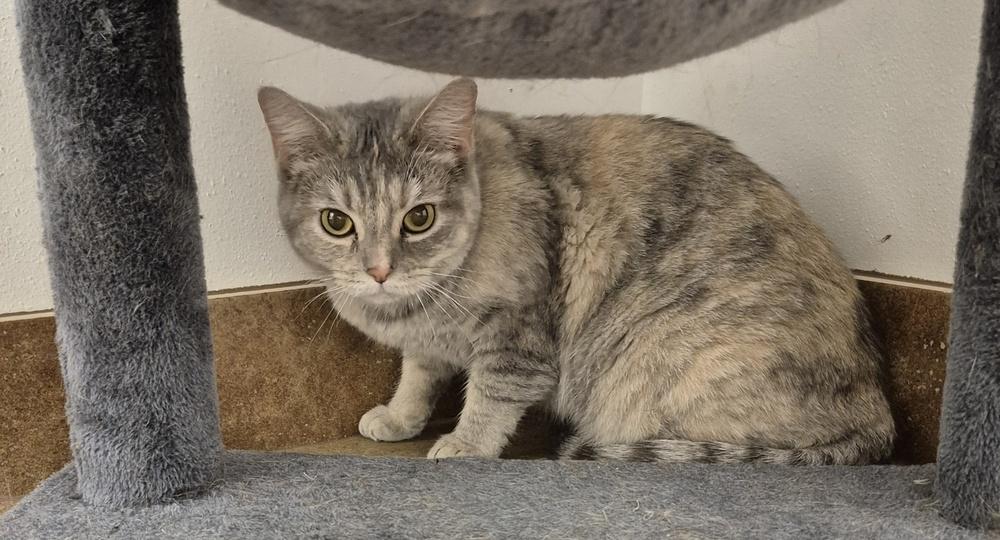 Missy Katz, a Adoptable mixed breed in South Bend, IN image 4/6