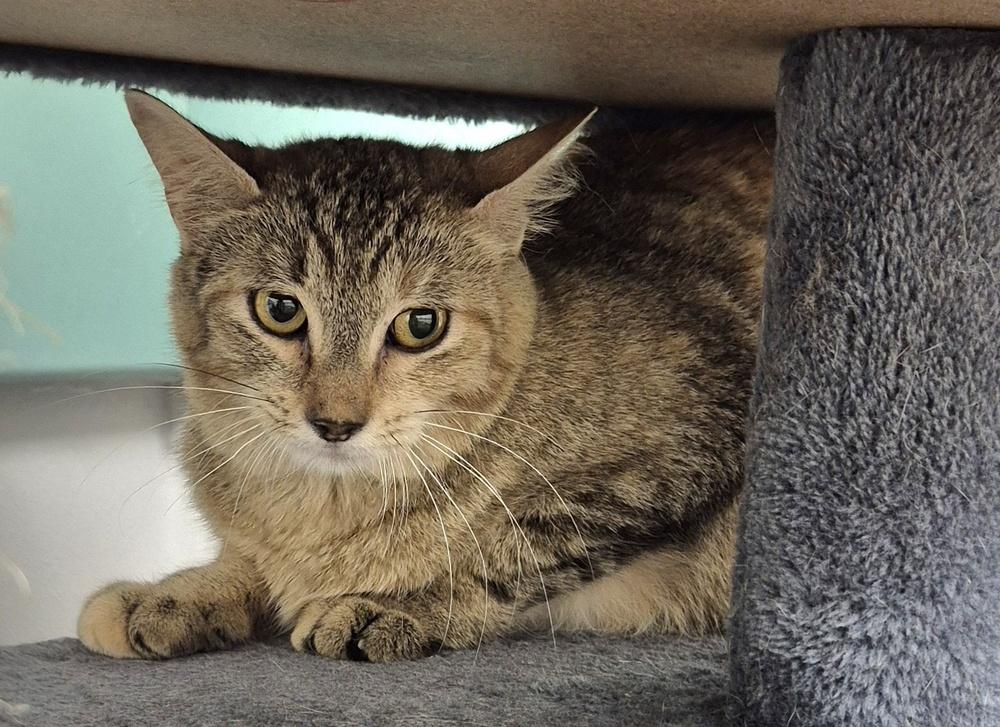 Missy Katz, a Adoptable mixed breed in South Bend, IN image 5/6