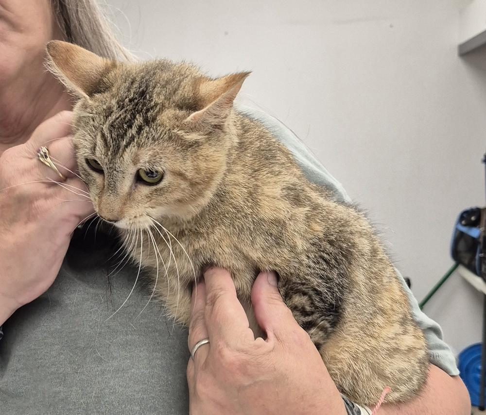 Missy Katz, a Adoptable mixed breed in South Bend, IN image 6/6