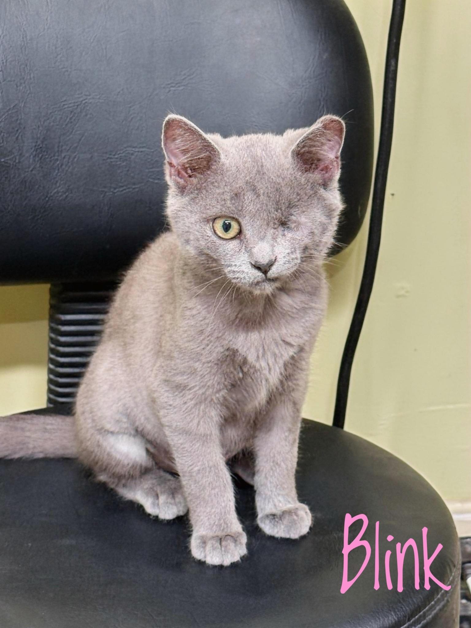 Blink, adopted, Kitten Female Domestic Short Hair.