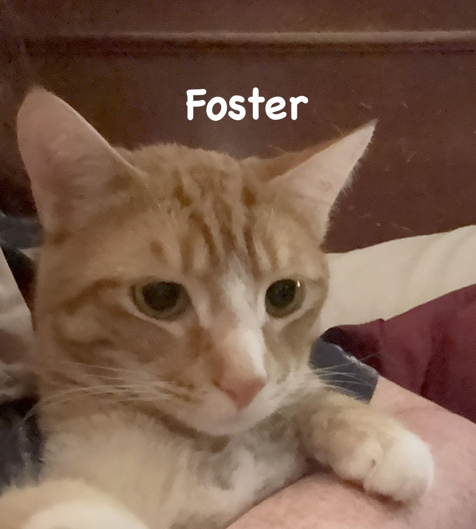 Foster, Adoptable, Adult Male Domestic Short Hair.