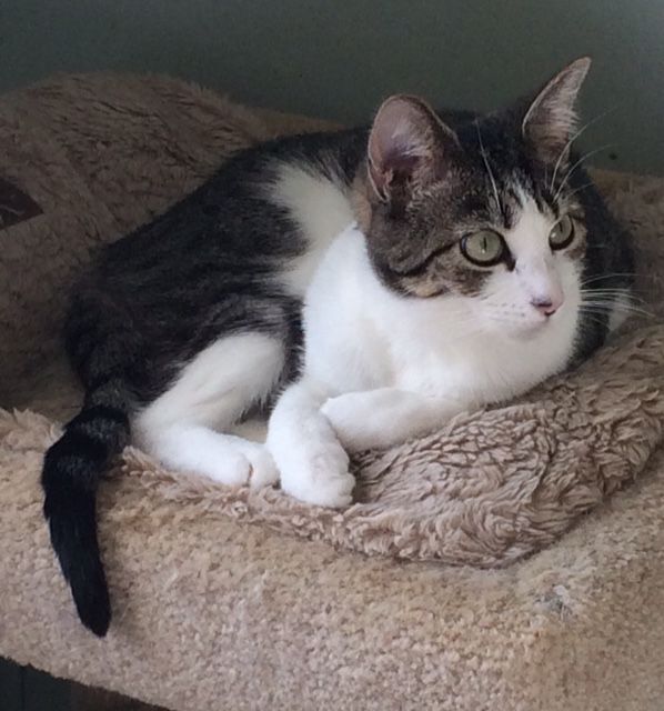 Hildy (bonded to Lucky) 2