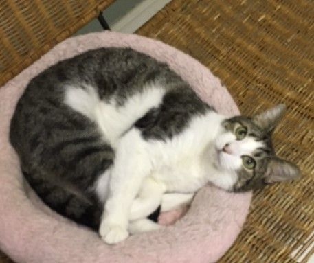 Enlarge Hildy (bonded to Lucky), a Adoptable mixed breed in Mobile, AL image 8/11