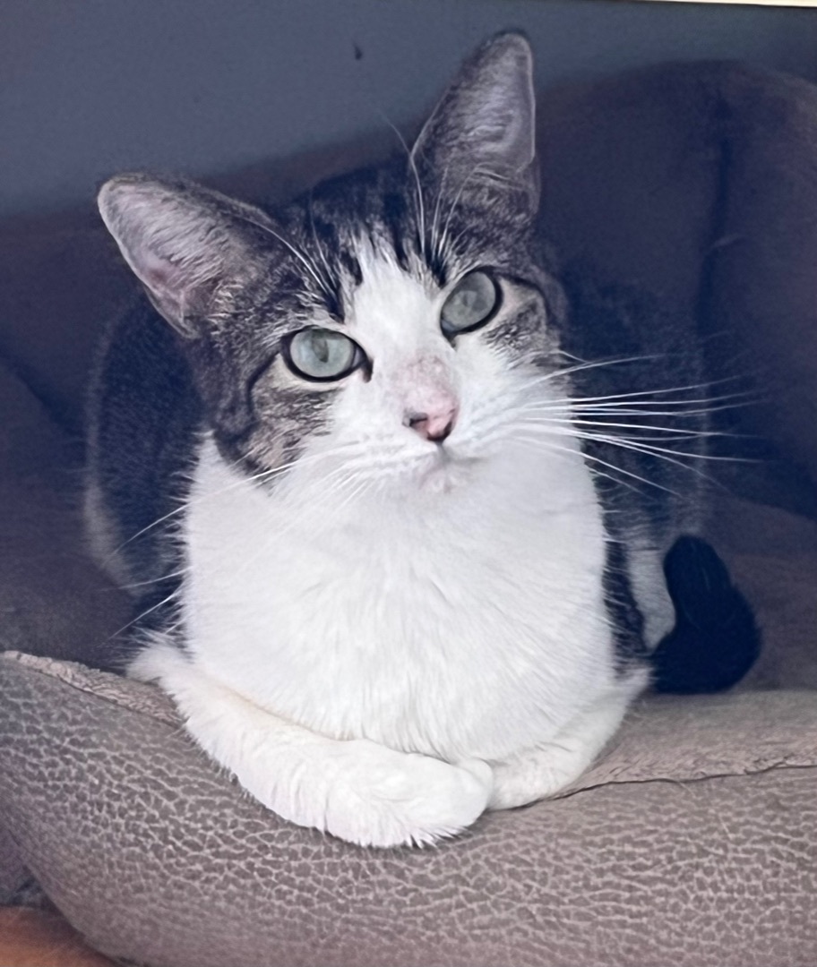 Hildy (bonded to Lucky) 4