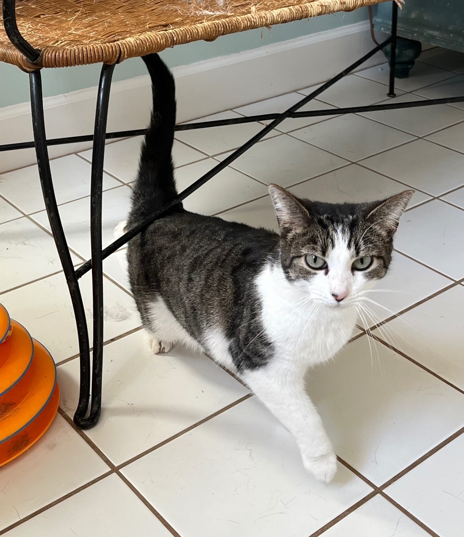 Hildy (bonded to Lucky) 1