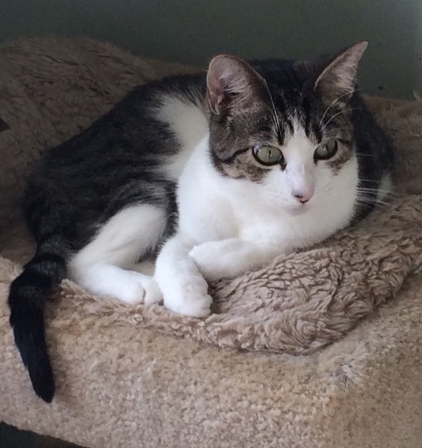 Hildy (bonded to Lucky) 5