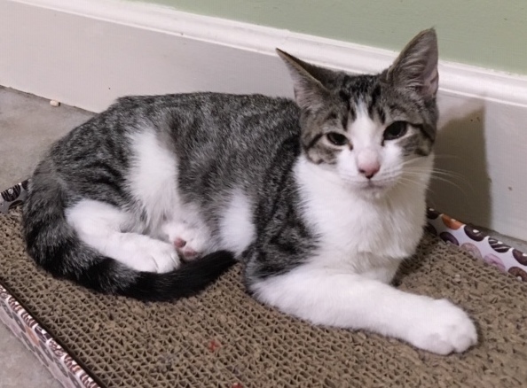 Hildy (bonded to Lucky) 6