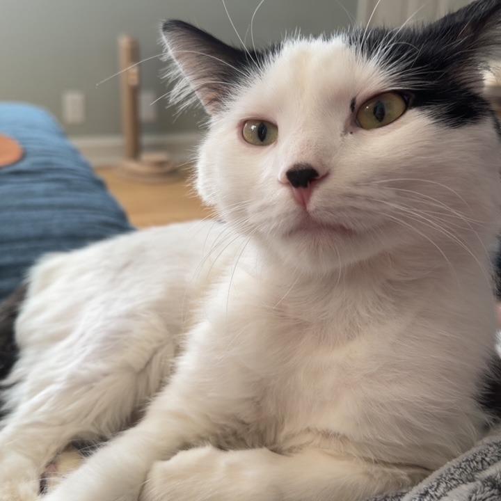 Smungus "Gus" C68143, Adoptable, Young Male Domestic Medium Hair.