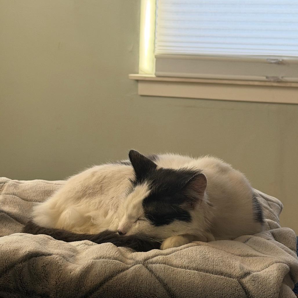 Enlarge Smungus "Gus" C68143, a Adoptable Domestic Medium Hair in Minnetonka, MN image 2/6