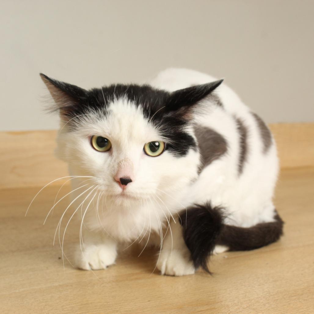 Enlarge Smungus "Gus" C68143, a Adoptable Domestic Medium Hair in Minnetonka, MN image 3/6