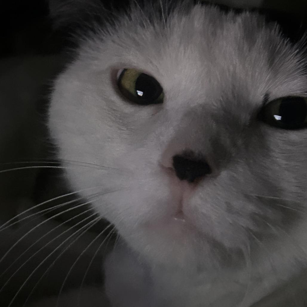 Enlarge Smungus "Gus" C68143, a Adoptable Domestic Medium Hair in Minnetonka, MN image 4/6