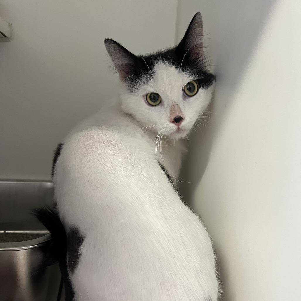 Enlarge Smungus "Gus" C68143, a Adoptable Domestic Medium Hair in Minnetonka, MN image 5/6