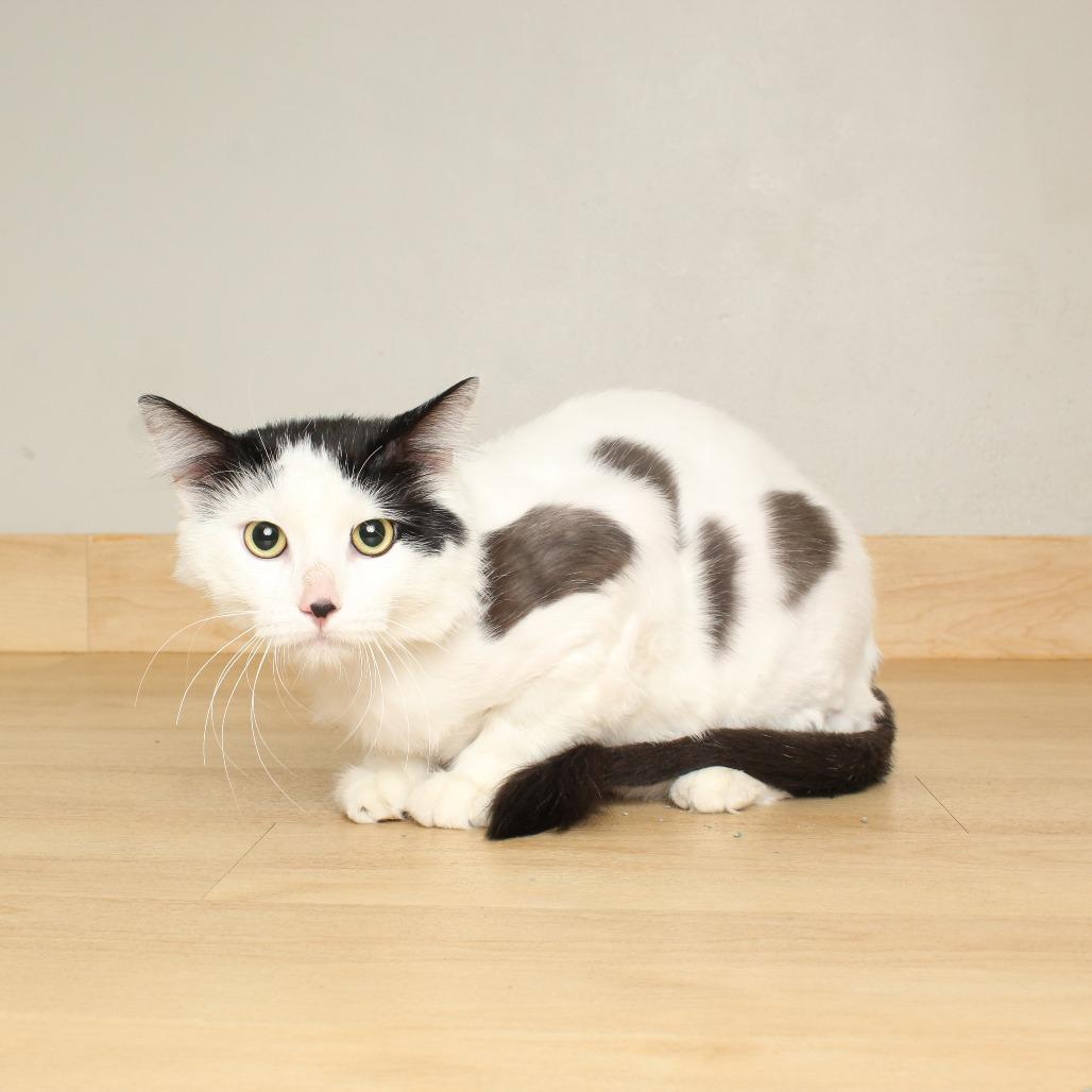 Enlarge Smungus "Gus" C68143, a Adoptable Domestic Medium Hair in Minnetonka, MN image 6/6