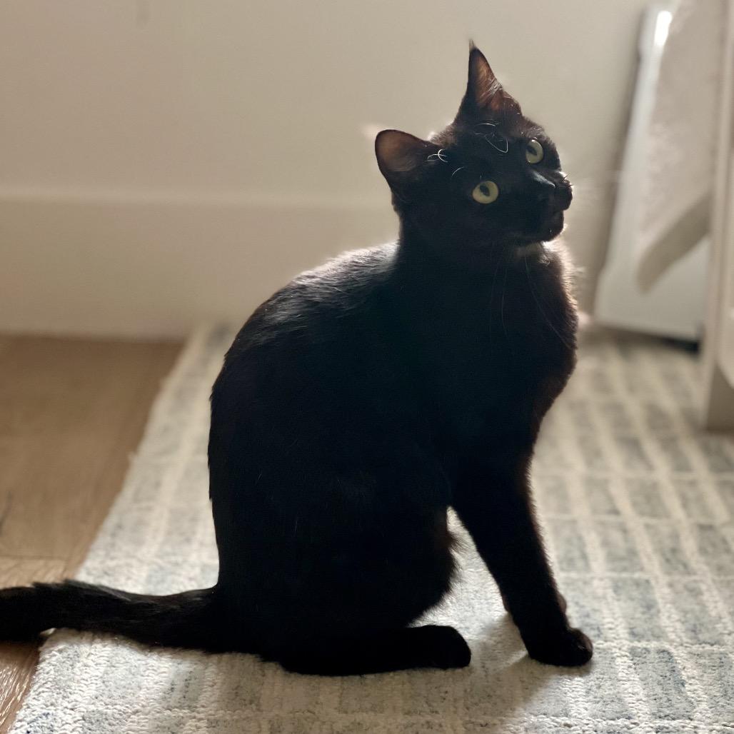 Gemma, a Adoptable Domestic Short Hair in Houston, TX image 1/2