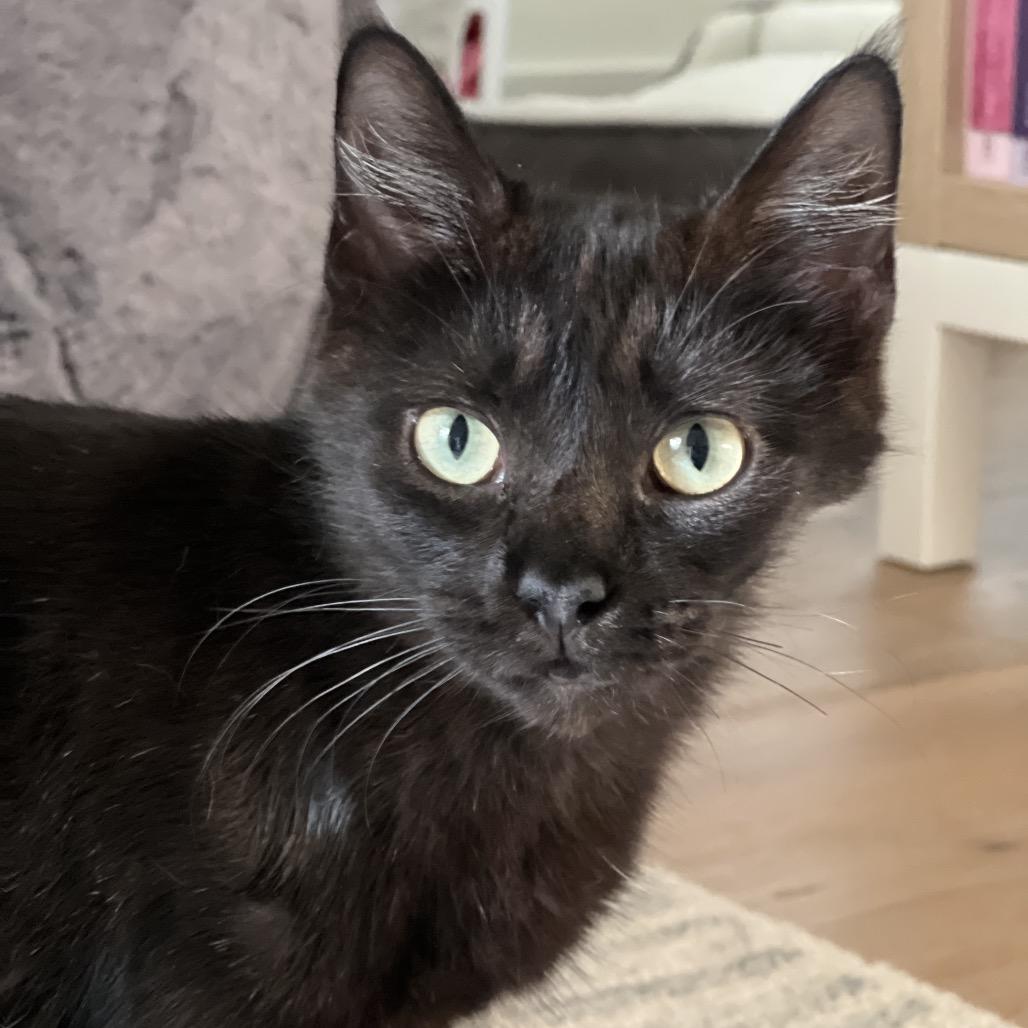 Gemma, a Adoptable Domestic Short Hair in Houston, TX image 2/2
