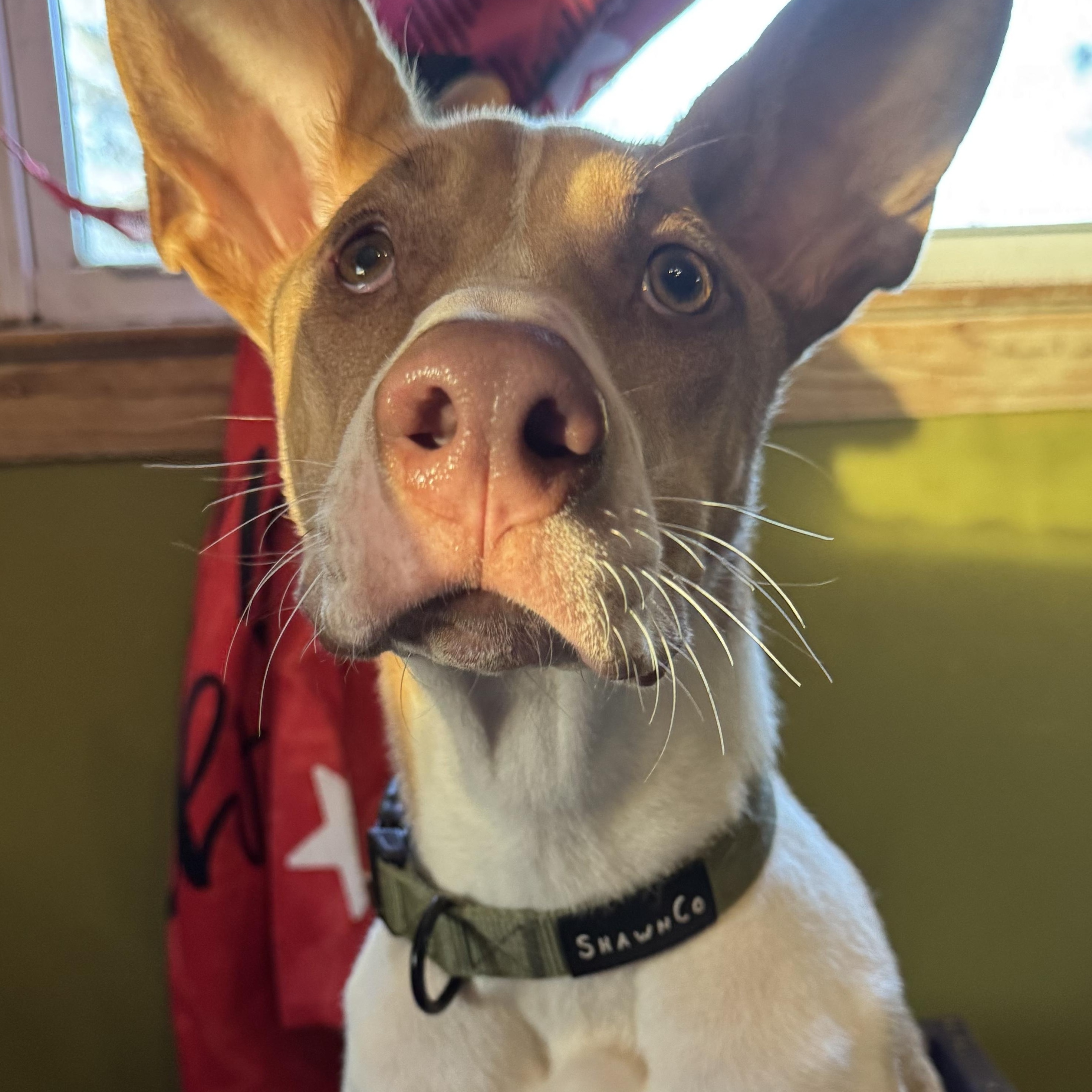 Enlarge Eli, a Adoptable Mixed Breed in Watertown, CT image 1/1