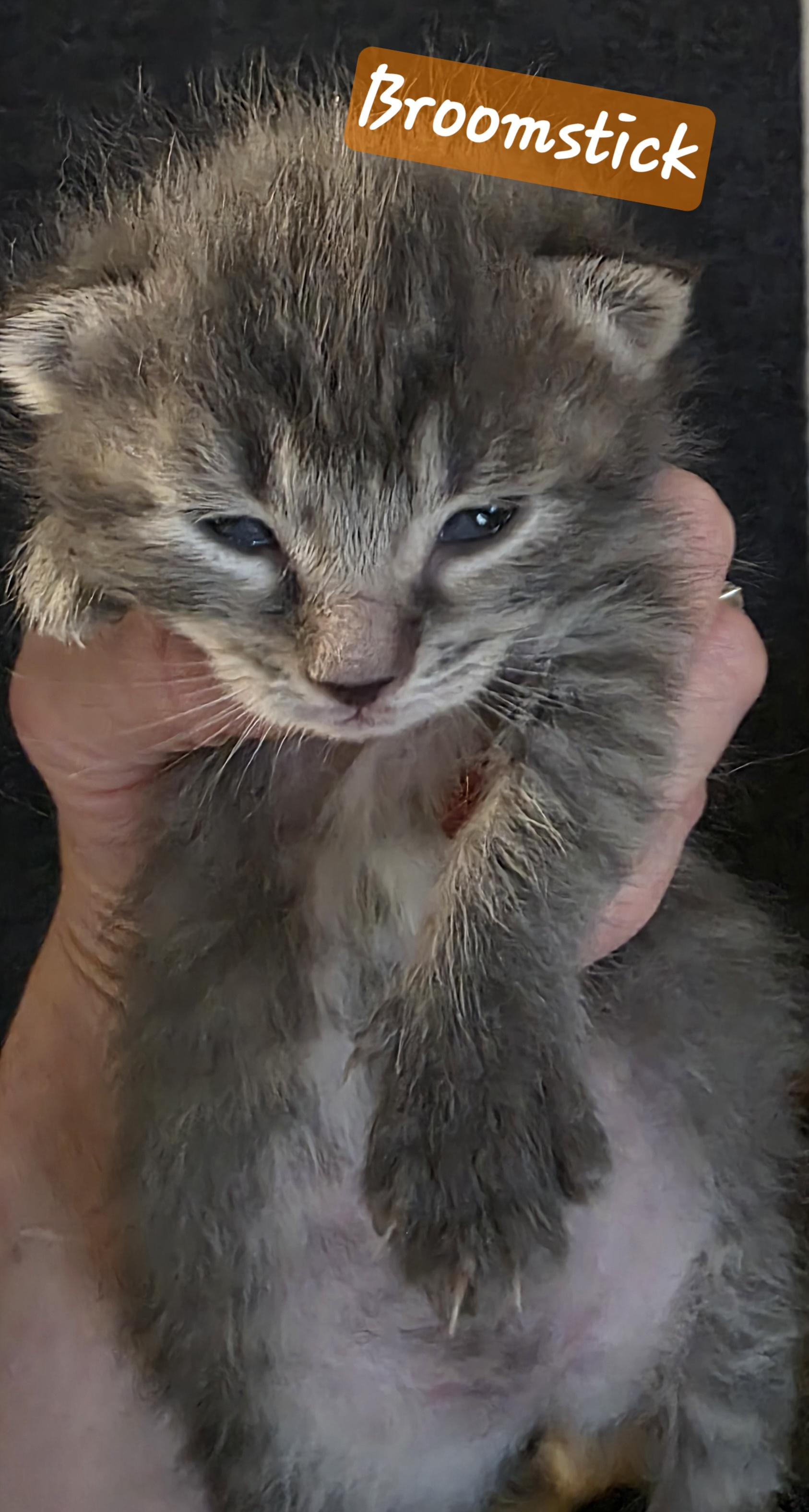 Broomstick thumbnail 2