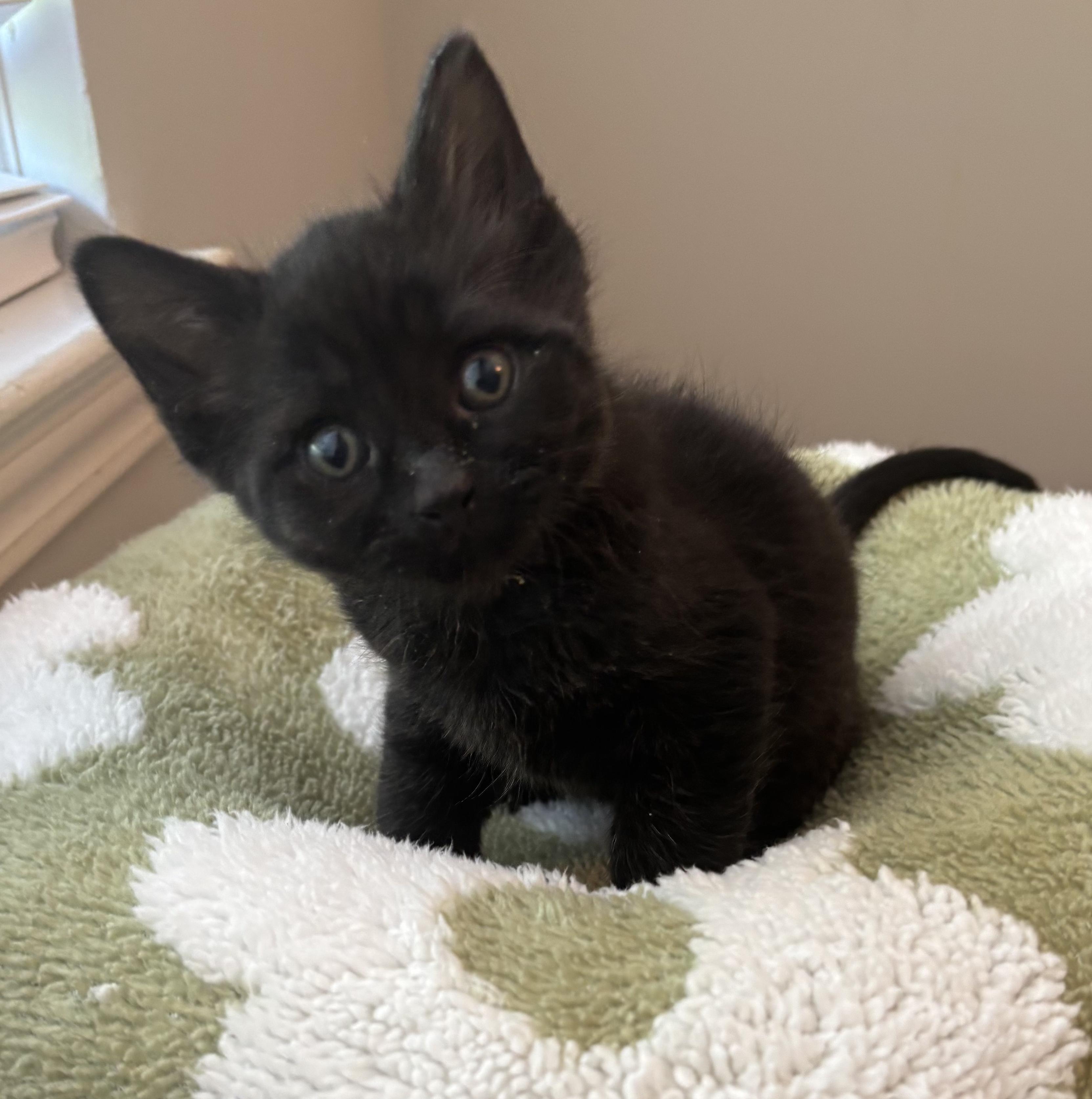 McKAY, Adoptable, Kitten Female Domestic Short Hair.