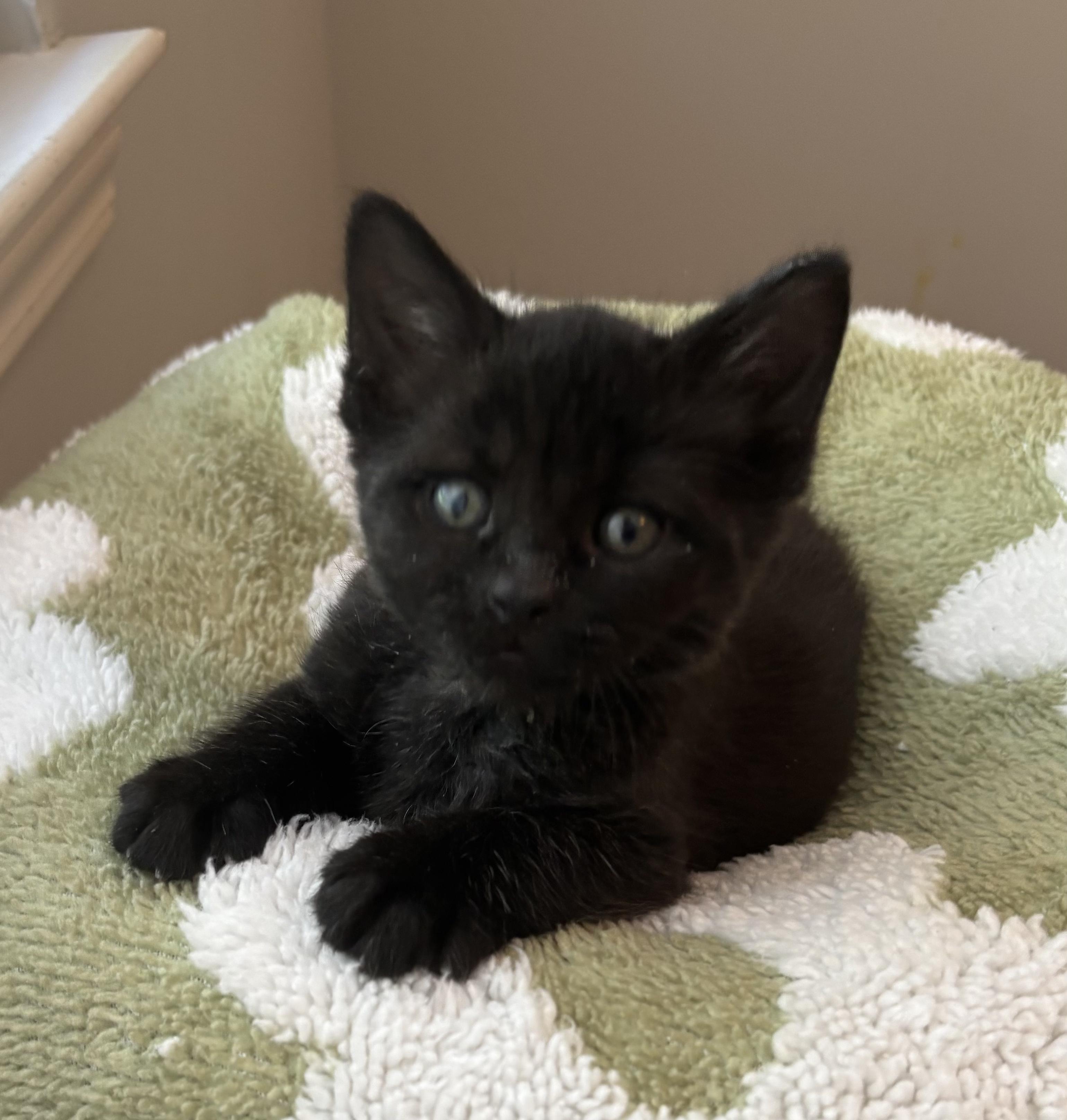McKAY, a Adoptable mixed breed in Macomb, MI image 2/2