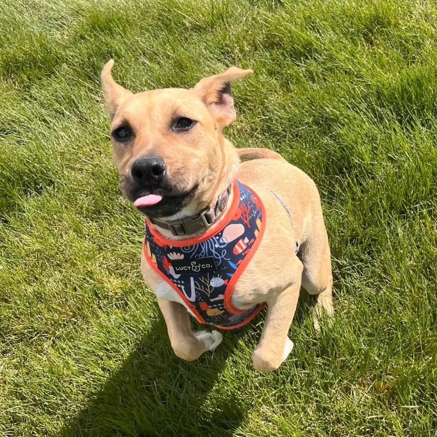 Enlarge Leslie, a Adoptable mixed breed in Logan, UT image 1/2