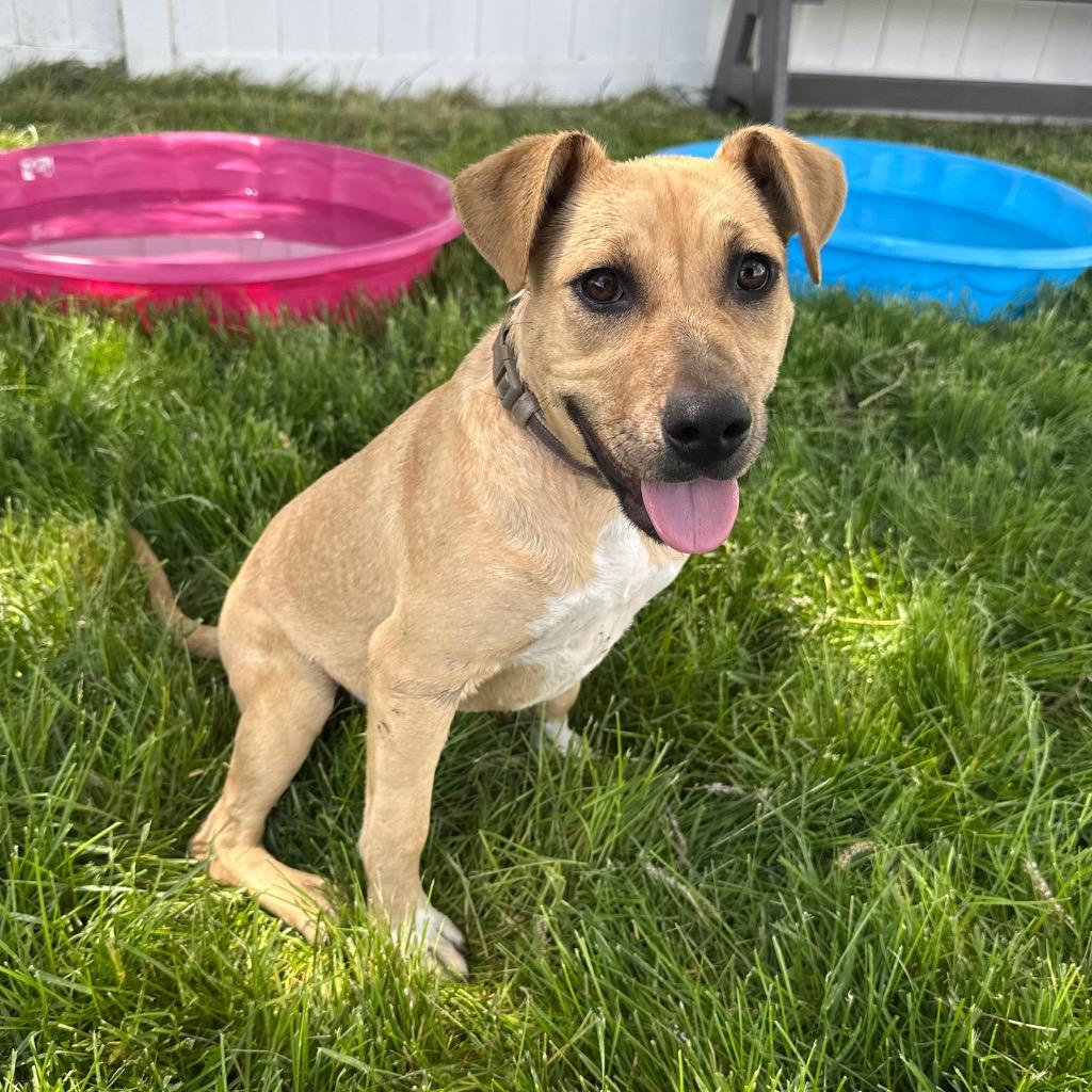 Enlarge Leslie, a Adoptable mixed breed in Logan, UT image 2/2
