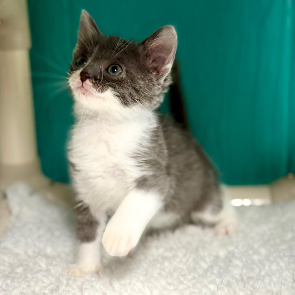 Violet, a Adoptable Domestic Short Hair in Chariton, IA image 1/5
