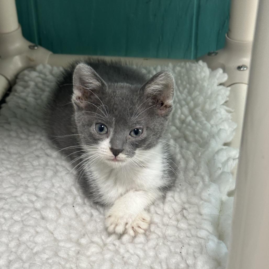 Violet, a Adoptable Domestic Short Hair in Chariton, IA image 2/5