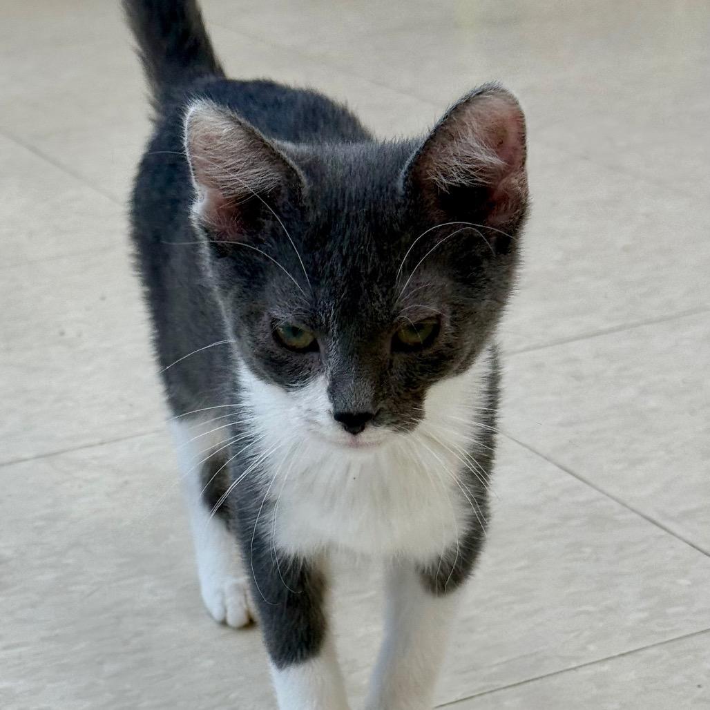 Enlarge Violet, a Adoptable Domestic Short Hair in Chariton, IA image 3/6