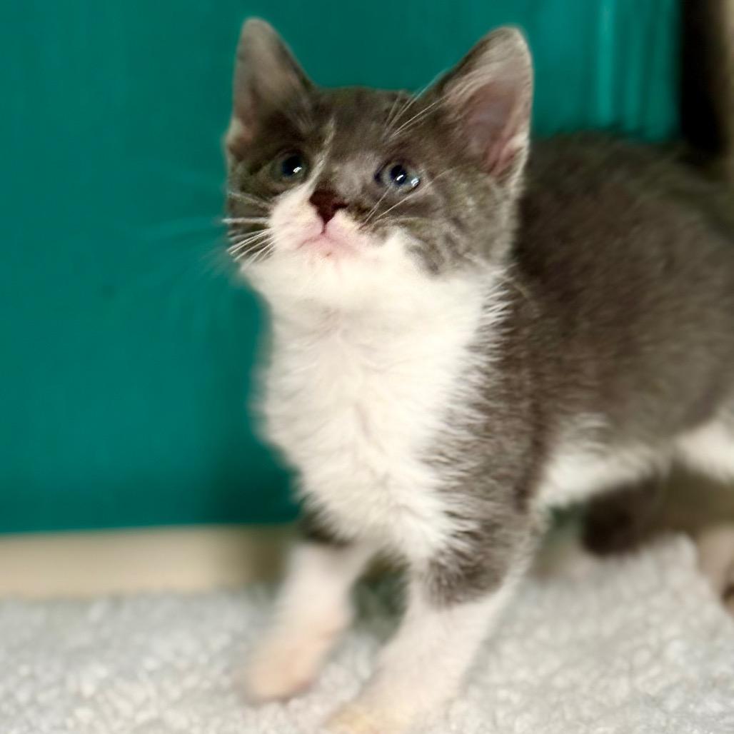 Violet, a Adoptable Domestic Short Hair in Chariton, IA image 3/5