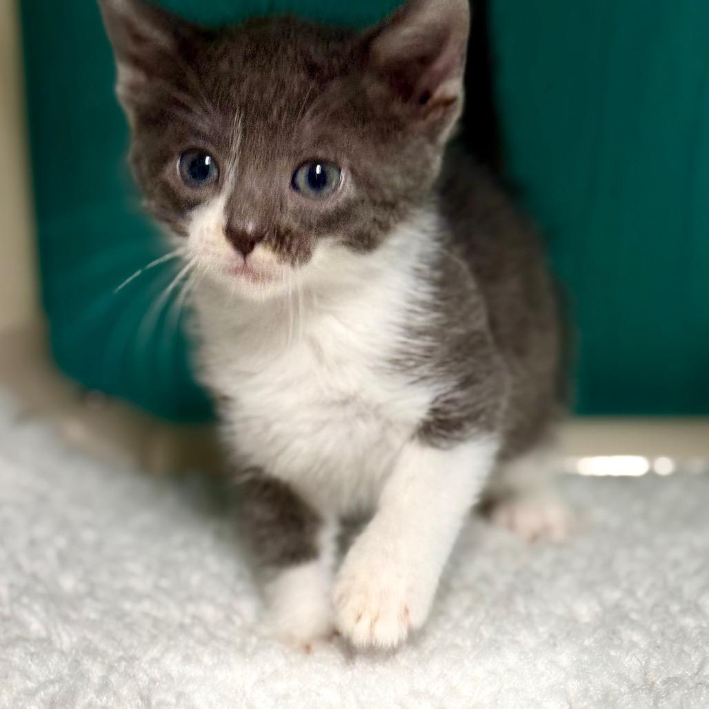 Violet, a Adoptable Domestic Short Hair in Chariton, IA image 4/5