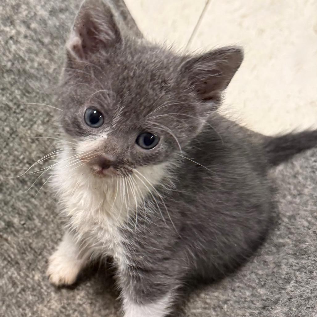 Violet, a Adoptable Domestic Short Hair in Chariton, IA image 5/5