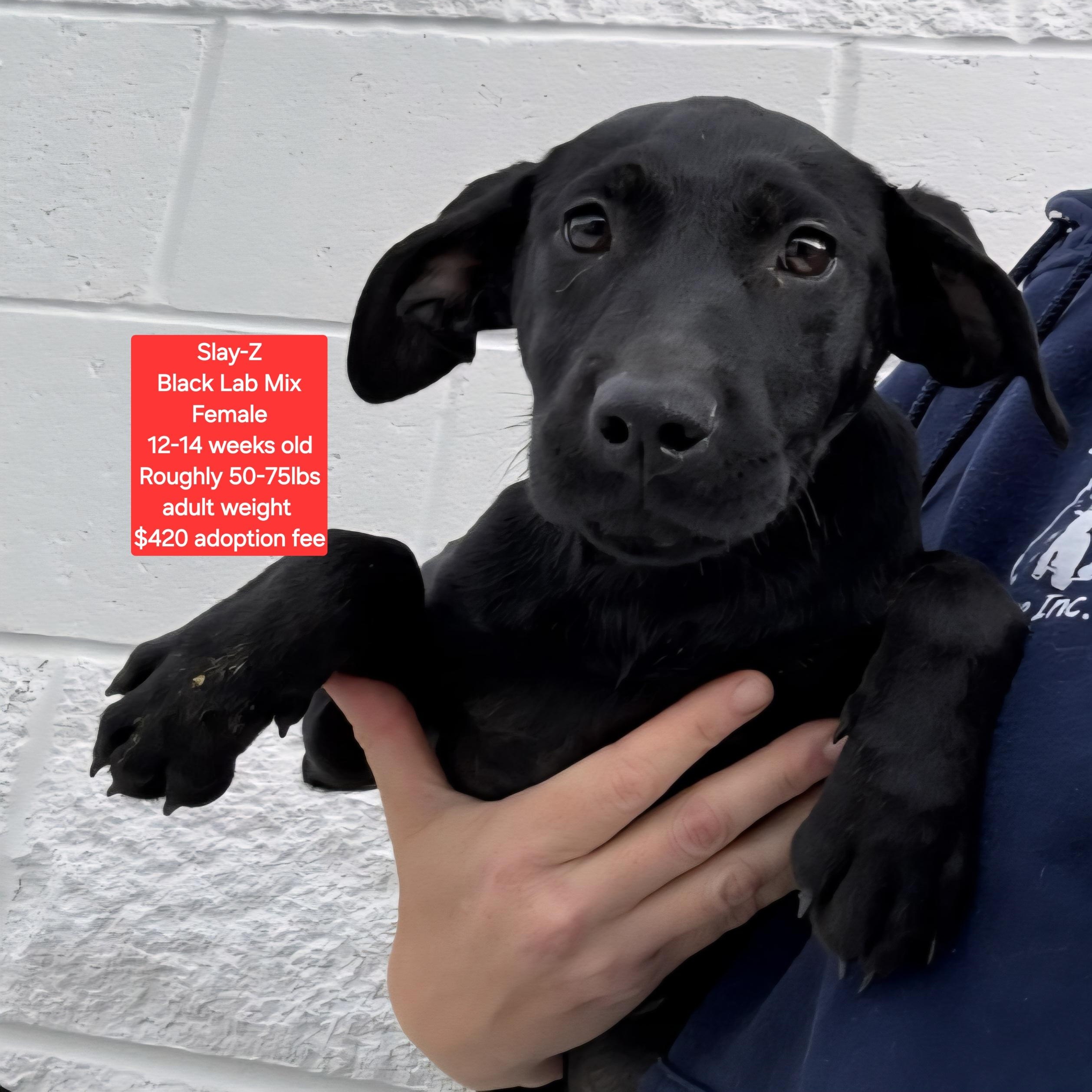 Slay-Z, ADOPTABLE, Puppy Female Black Labrador Retriever.