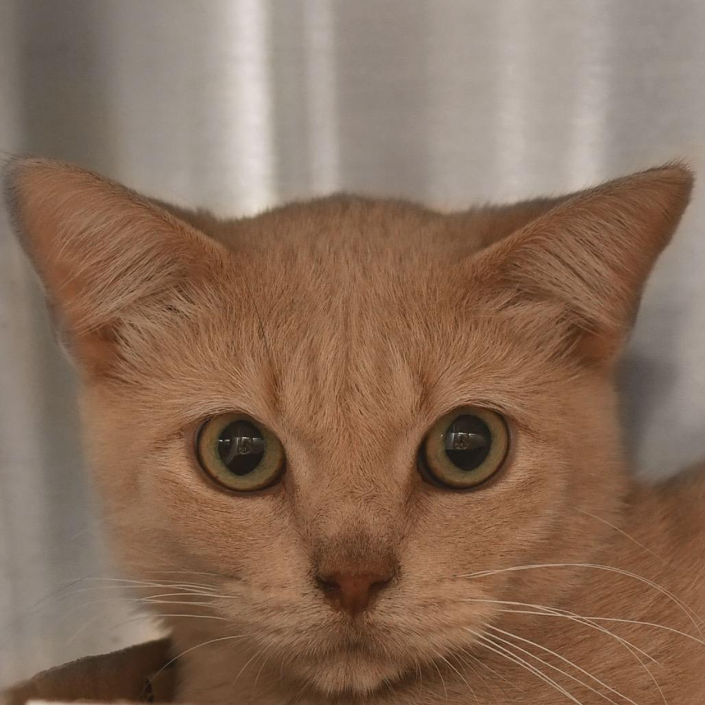 Ferb, Adoptable, Senior Male Domestic Short Hair.