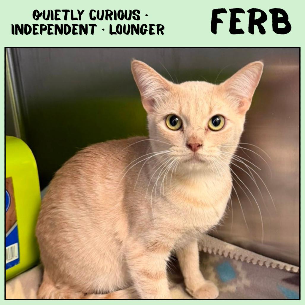 Ferb, a Adoptable Domestic Short Hair in Ottawa, KS image 2/2