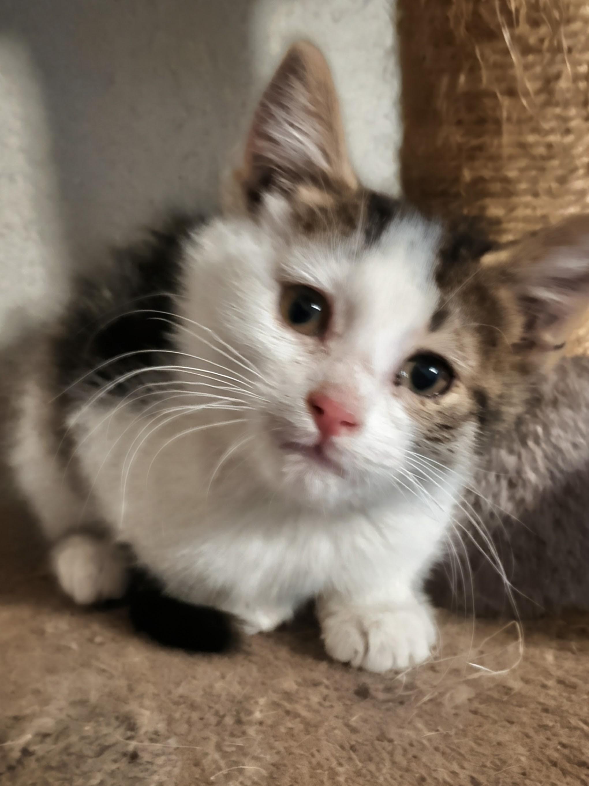 Lotus, adoptable, Kitten Female Domestic Medium Hair.