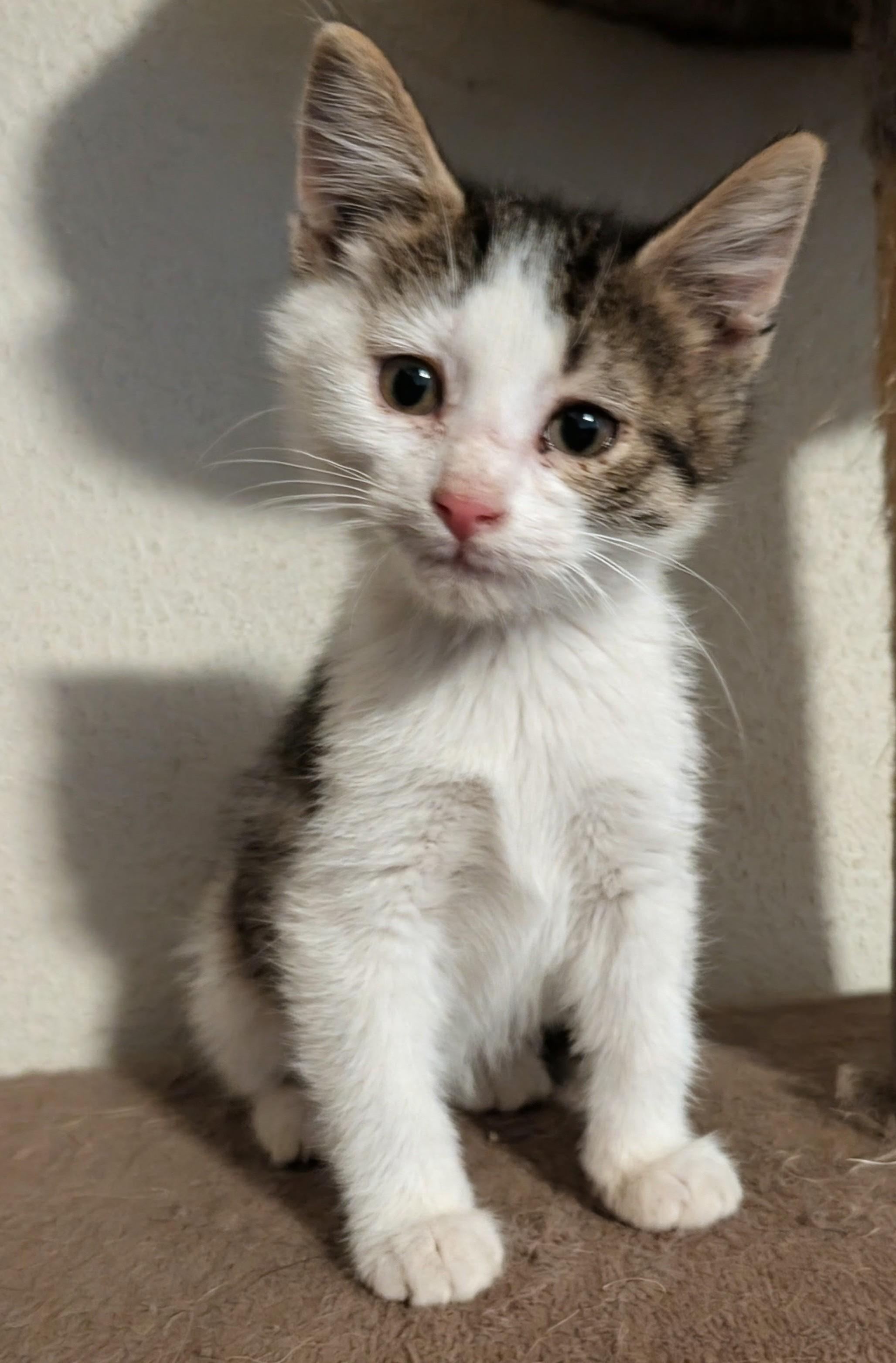 Lotus, an adoptable mixed breed image 2/6