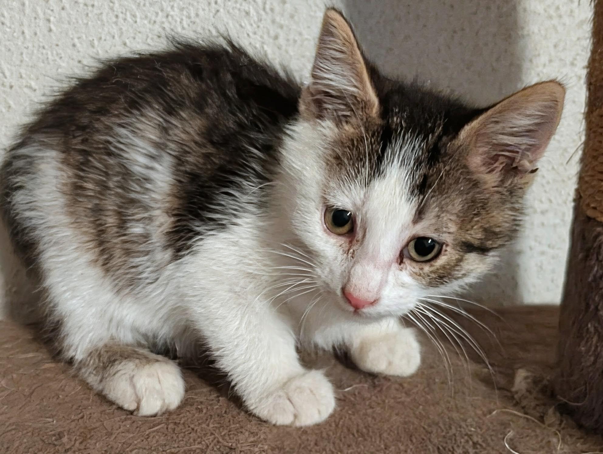 Lotus, an adoptable mixed breed image 3/6