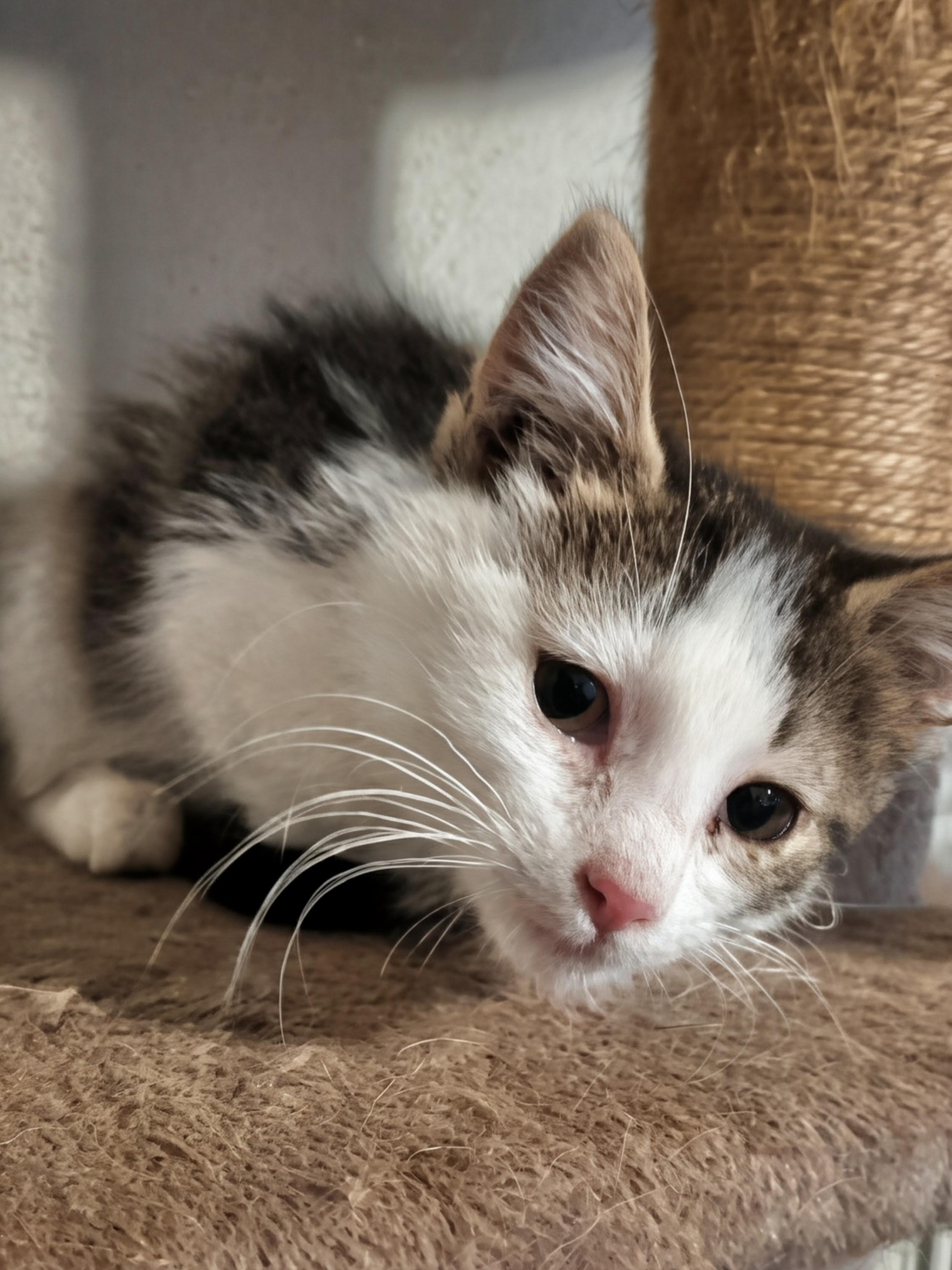 Lotus, an adoptable mixed breed image 4/6