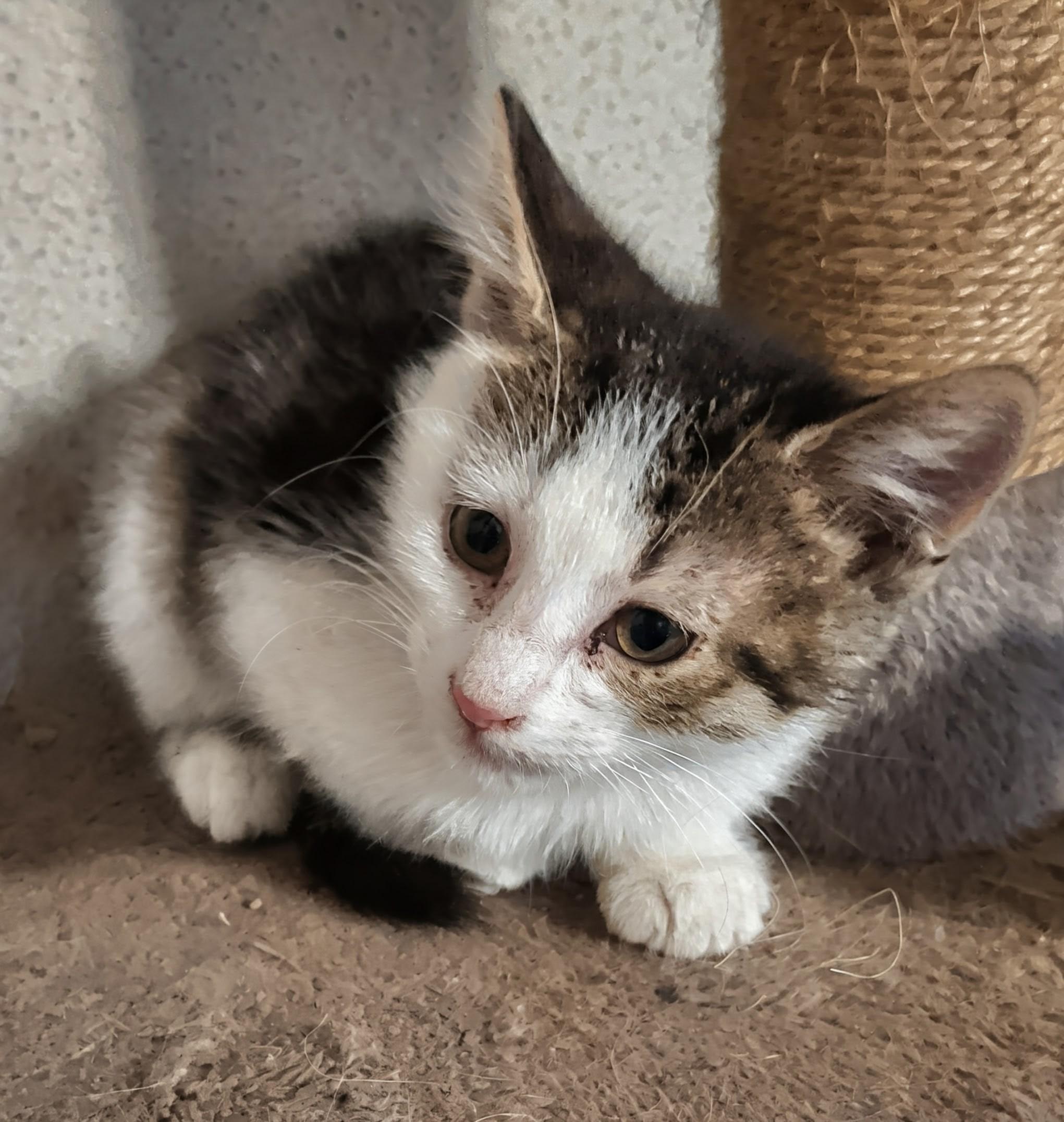 Lotus, an adoptable mixed breed image 5/6