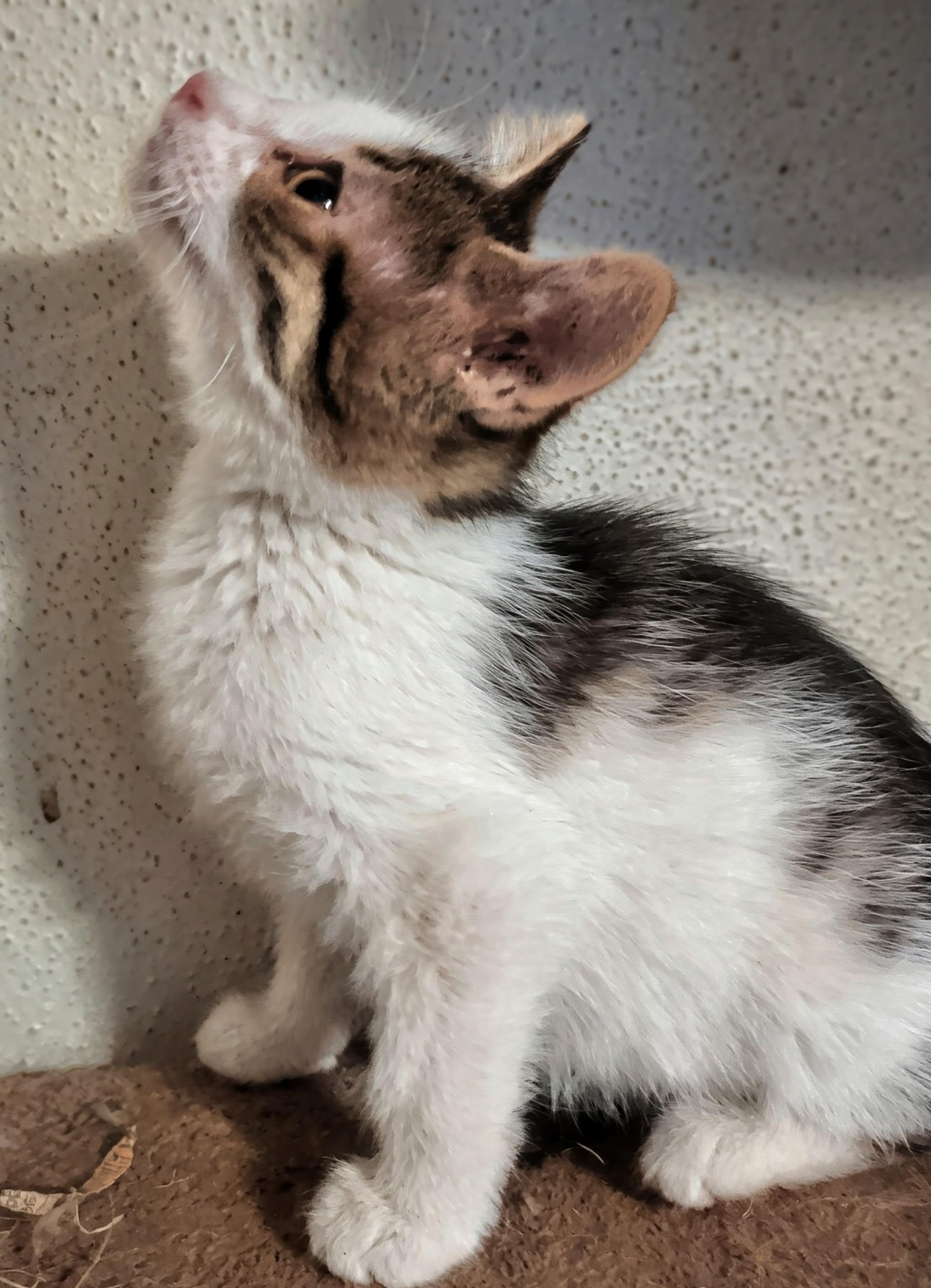 Lotus, an adoptable mixed breed image 6/6