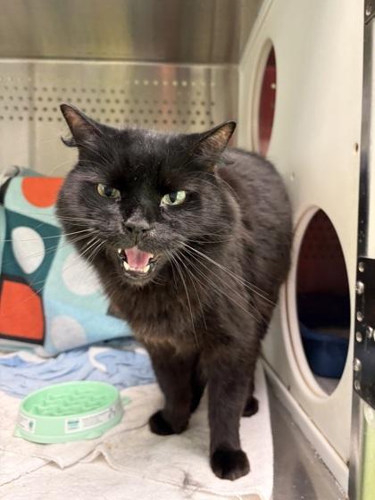 Jacques, Adoptable, Senior Male Domestic Short Hair & Domestic Short Hair.