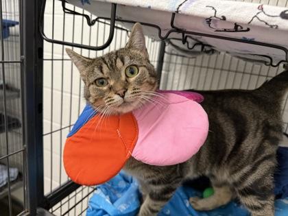 Reba, Adoptable, Young Female Domestic Short Hair & Domestic Short Hair.