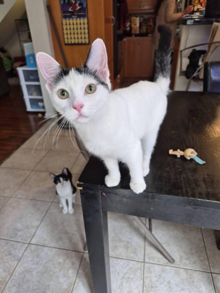 Enlarge Kaa, a Adoptable Domestic Short Hair in Oceanside, CA image 1/6